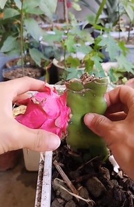 44K views · 95 reactions | Amazing tips with trees (y) (y) | Daily Moments | Facebook