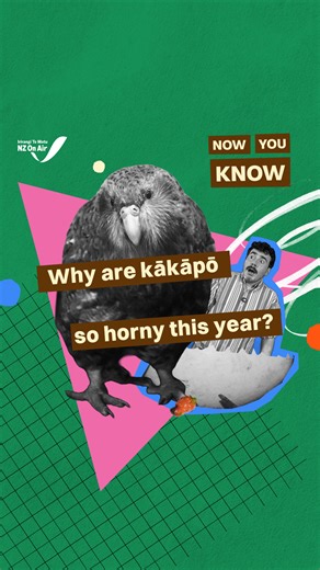 The Spinoff on Instagram: "Kākāpō only breed when rimu trees are producing an unusually large amount of fruit, which is known as masting. It has been four years since this last happened, so it's been a pretty long wait for the world's heaviest parrot. There are only 236 kākāpō in existence, but this breeding season, with 83 breeding-age females, we might see more kākāpō chicks than we've seen in any season since records began. Good luck out there, kākāpō. Made with the support of @nz_on_air. #kā