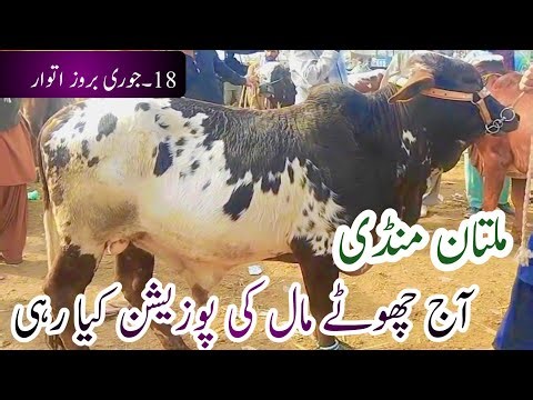 Today Multan Cow Mandi New Latest Update| Chota Mall sacrifice 2027|18 January 2026