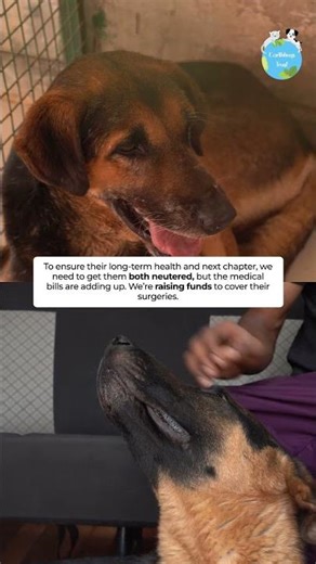 Why We’re Raising Funds for These Two Incredible Rescue Dogs | Earthlings Trust