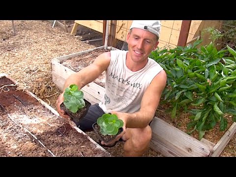 Growing Caper Plants in my Arizona Garden - Capers!