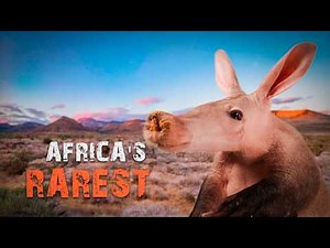 A is for Aardvark: Searching for Africa's Most Elusive Animal | Africa’s Rarest Mammal