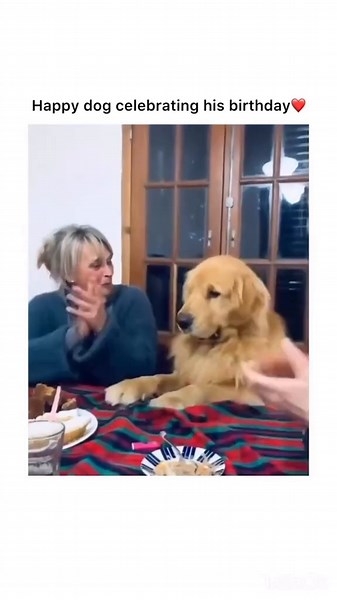 Talented Dogs Showcase Silly Faces in Fun Video