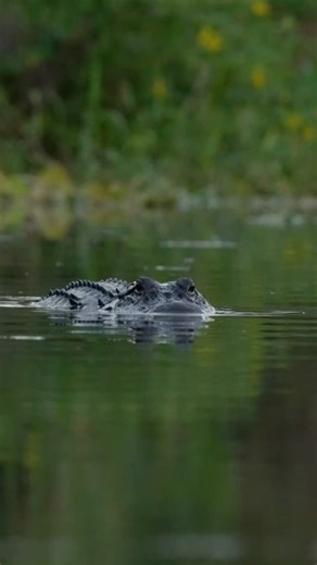 I love watching how effortlessly alligators glide through the water. This is not the view I would want to see if I was swimming, but I loved filming it from the dock! . . . #alligator #gator #florida #lovefl #visitfl #reptiles #nature_obsession #jonburketphotography | Jon Burket Photography LLC