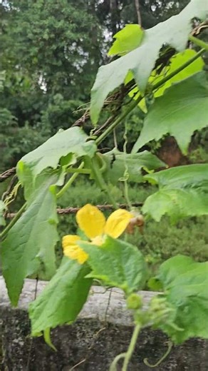Ash Gourd Plant | Natural Growth & Garden Vibes #Shorts