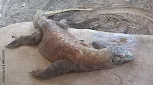 Komodo dragon monitor lizard (Varanus komodoensis) sleeping on a rock