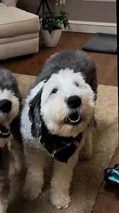 Old English Sheepdog | Old English Sheepdog