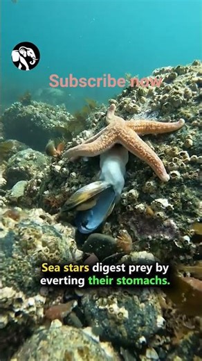 This Sea Star Pushes Its Stomach OUT to Eat 😳 #shorts #seastar #animalfacts