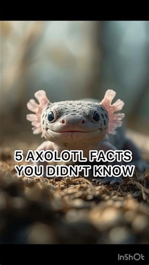 5 Axolotl facts you didn’t know… #amazingfacts #didyouknow #funfacts