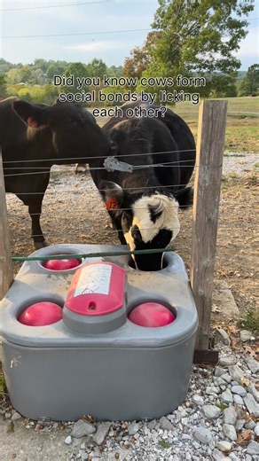 Wilson | Farm Life | Home Life on Instagram: "Cows are very social animals. They’re known to make best friends within the herd. When cows lick each other, it’s primarily to build and reinforce social bonds. #homeonthefarm #onthefarm #cowherd #farmlifestyle #beefcattle"