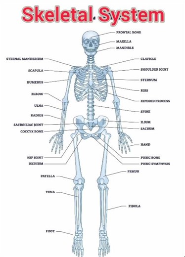 Human Skeletal System diagram #study #bology #important