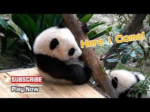 A Panda Cub's Joy Is Simple | iPanda