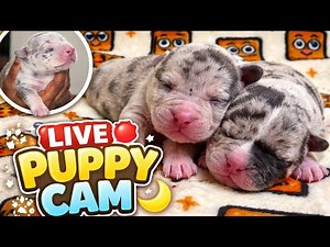 LIVE Puppy Cam 🌙 After Feeding • Calm Overnight Watch | PMD Exotic Bully Kennels