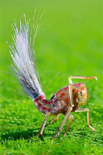 THE PLANTHOPPER The planthopper is a recently discovered insect species found in the rainforest of Southeastern Suriname. Not only does it have "gears" in its legs that had to come from an intelligent source, but it mimics the anthers of flowers to help camouflage itself. It has waxy looking hairs that protrude from its abdomen so that if a predator strikes, it will get a mouthful of broken off wax, and the insect will get away without any harm done to it. Now, how do you suppose it did all that