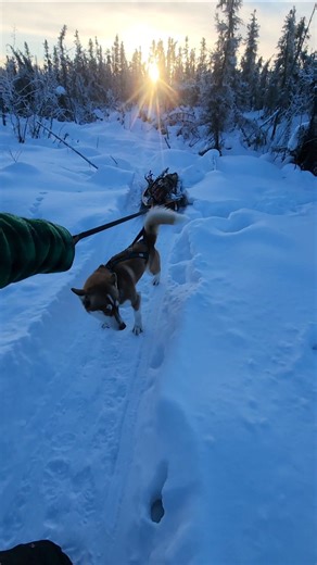 Dog Power #beaverretriever #alaska #sleddogs