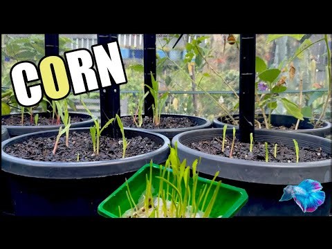 GROWING CORN IN TINY CONTAINERS