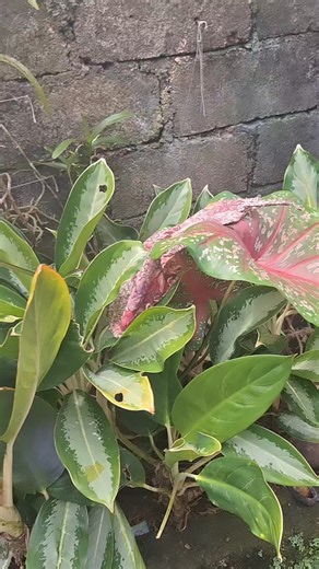 Lale Zohratul on Instagram: "Bunga ini mempunyai manfaat yang banyak. Disamping warnanya yang cantik. Dan penanamannya juga gampang. Apalagi yg senang minum teh. Teh bunga telang juga segar dan banyak manfaatnya #reels #makanandanminuman #minumanteh #bungatelang"