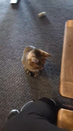 2.1K views · 65 reactions |  Cinnamon!  This adorable 1-year-old DSH Tabby is fully vaccinated, spayed, and FELV/FIV negative. Tiny in size but HUGE in love, Cinnamon Roll is super sweet and has made incredible progress.  She’s not just a kitty—she’s a little ray of sunshine  ready to find her forever family. | Coal Cats Cafe | Facebook