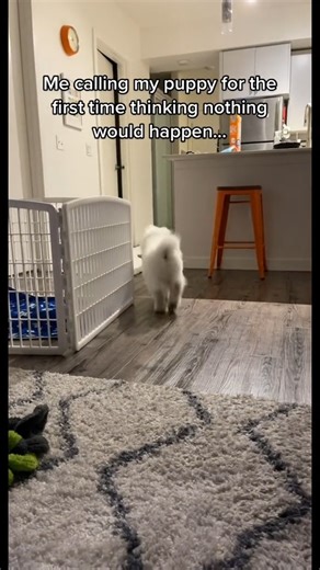 Smol floof attac #fypシ #foryoupage #smolpupper #samoyedpuppy #floof #puppiesoftiktok | Lumi LumiBear Samoyed