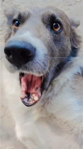 Chomp has been hacked! 🐶⚠️#dogshorts #funnydog #viralshorts #cutedog