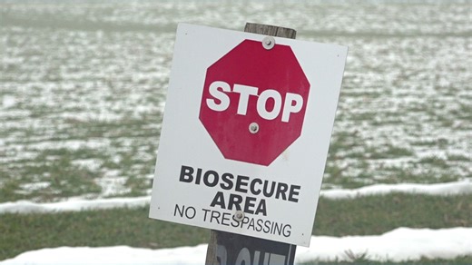 'Unprecedented': Lancaster County Avian Flu cases triple in 10 days, infecting 7 million birds