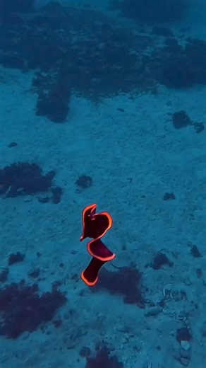 41K views · 1K reactions | Sea Slug  by @luchi.in.the.jungle | Visual Cortex | Facebook