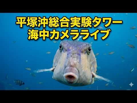 平塚沖総合実験タワー 海中カメラライブ 2026年6月20日 8:17～20:11