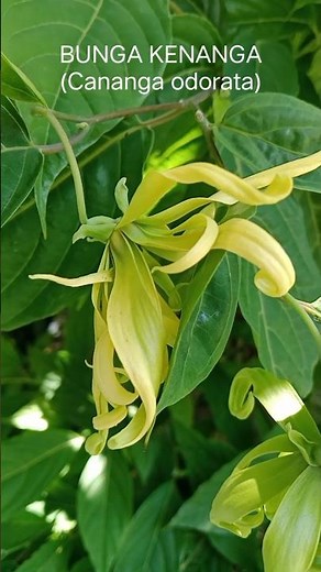 EXPLORE BUNGA KENANGA (Cananga odorata)#explore #kenanga #shorts #nature #flowers #bunga
