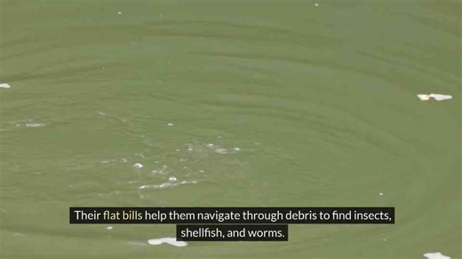 Shy and Secluded: Exploring the 8 Most Introverted Animals in Nature