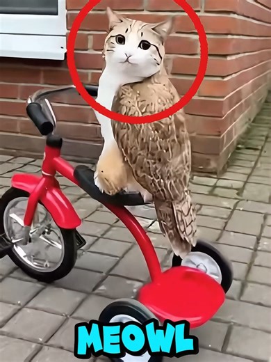 Meowl's Royal Nap Decision: Which Bed Should She Choose?