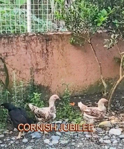 #cornishchickenstandard #orpingtonchickens #guineafowl | Rc Farm Stay