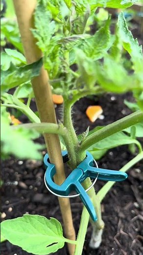 Simple staking for tomato plants with bamboo #gardeninspiration