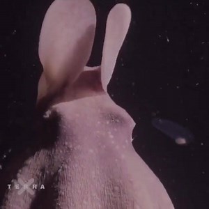 5.3K views · 178 reactions | Grimpoteuthis is a genus of pelagic umbrella octopuses known as the dumbo octopuses. The name "dumbo" originates from their resemblance to the title character of Disney's 1941 film Dumbo, having a prominent ear-like fin which extends from the mantle above each eye. There are 13 species recognized in the genus. Aloha www.oceandefenderadventures.com | OCEAN DEFENDER - Hawaii | Facebook