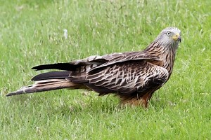 Red kite | North Wales Wildlife Trust