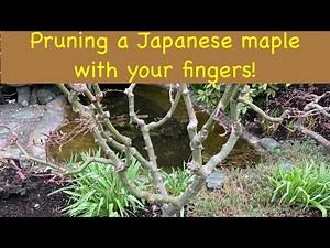 Pruning a Japanese maple with your fingers!
