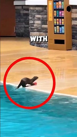 This intelligent otter surprised everyone with its reaction ❤️ #otter