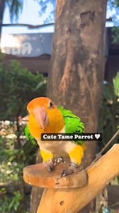Cute Tame Parrot 🤍❤️ #aviaryparrot #lovebirdslover #birdsbaby #parrot #lovebirds #avicultura #parrotlover #amazonparrot #birds | Forest Aviary