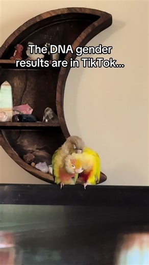 DNA Gender Test Update for Velcro and Zipper