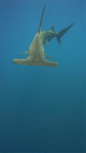 Amazing great hammerhead encounter by @captainjohnmoore. Their “hammer” is known as a cephalofoil and aids in hunting and navigation by giving them a larger number of electro receptors, increasing depth perception and vision, and pinning down prey. They are a favorite to see on dives and fascinating sharks to interact with. COME DIVE WITH US #southflorida #eastcoast #joinus #sharkstomasses #floridasharkdiving #jupiter #sharks #shark #sharkdiving #ecotoursim #florida #palmbeach #miami #adventure 