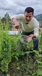 Los suelos también hablan, solo hay que aprender a escucharlos 🌱. Cuando aparece la planta conocida como lengua de vaca (Rumex obtusifolius), es una clara señal de que el suelo está demasiado ácido y necesita corrección. Esta planta es una bioindicadora natural que te advierte que el pH es bajo y que tus cultivos podrían estar sufriendo por falta de calcio, magnesio o fósforo. Aprende a leer las señales de tu terreno y mejora la salud de tus plantas desde la raíz 🌾. #Agricultura #Suelos #Lengu