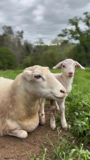 New Spring Lamb: Welcoming the First Signs of Spring 🥹✨