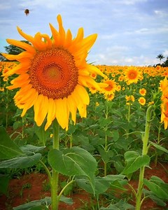 El Campo de 🌻Girasoles🌻 de San Martín de los Llanos en el departamento del Meta, un lugar Mágico que florece en Agosto y Noviembre. | De Ruta Por Colombia