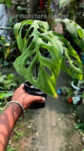 1.6K views | For monstera lovers only | Cloud Forest | Facebook