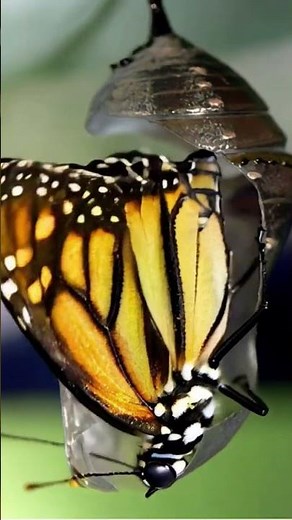 The reproductive stage of the butterfly lifecycle #butterfly #lifecycles #adultbutterfly #birth #ai