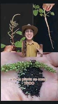 Amaranto: la planta comestible que pocos conocen