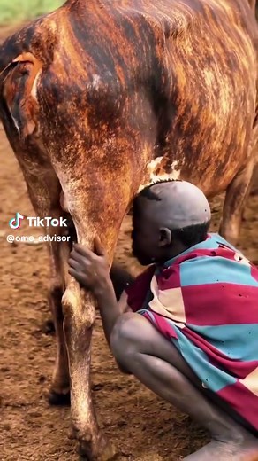 Mursi tribe, Omo Valley, Ethiopia. . . . 📽️ @hilallkilicc . . . #Ethiopia #OmoValley #omoriver #omoadvisor #mursi #tribe #tribes #mursitribe #mursitribes #africa #culture #travelafrica #travelethiopia #culturetraveler #adventure #amazingafrica #amazing_africa #africaamazing #africa_amazing #people_infinity #humanityshots #visitomovalley #portrait_mood #milk #milking