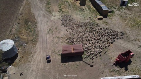 Watch what happens when thousands of reindeer begin spinning as one
