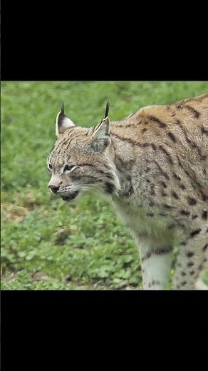 Lynx Wild Cat 🐆 #wildlife