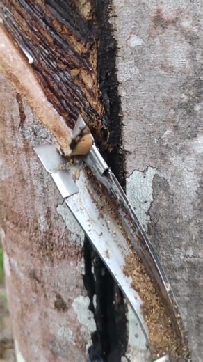 Go through the process of extracting sap from rubber#shorts #trending #viral #viralvideo