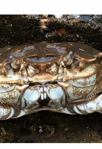 Delicious Crab Cooking Tips and Recipes